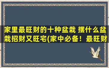 家里最旺财的十种盆栽 摆什么盆栽招财又旺宅(家中必备！最旺财的十种盆栽， 让你的宅邸财源滚滚，好运连连!)